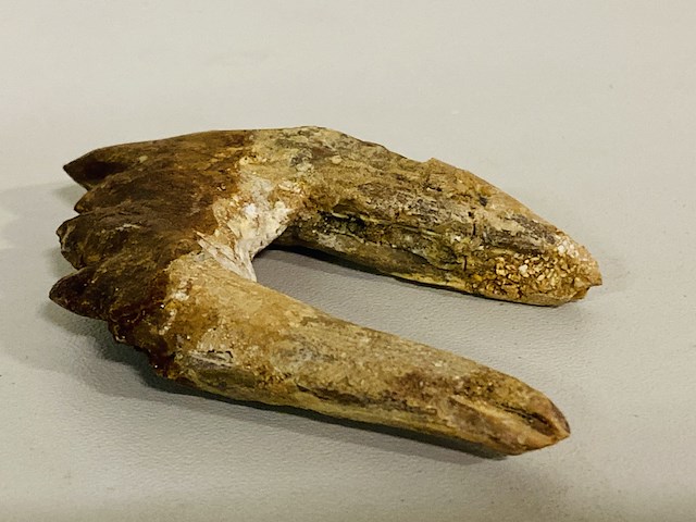 Basilosaurus tand - afbeelding 3 van  4