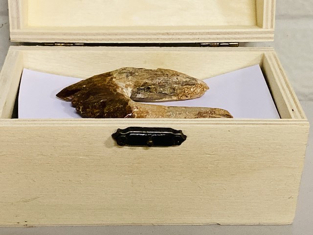 Basilosaurus tand - afbeelding 4 van  4