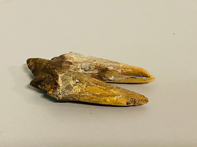 Basilosaurus tand - afbeelding 1 van  6