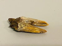 Basilosaurus tand - afbeelding 1 van  6