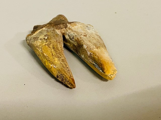 Basilosaurus tand - afbeelding 2 van  6