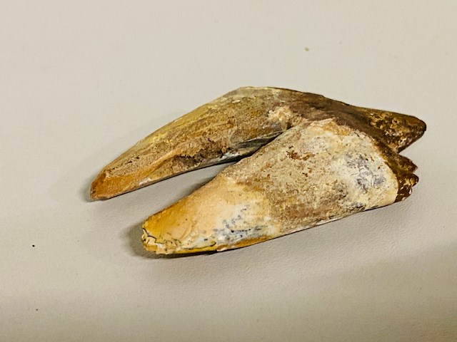 Basilosaurus tand - afbeelding 3 van  6