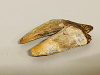 Basilosaurus tand - afbeelding 3 van  6