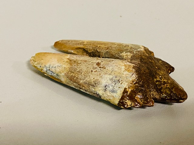 Basilosaurus tand - afbeelding 4 van  6