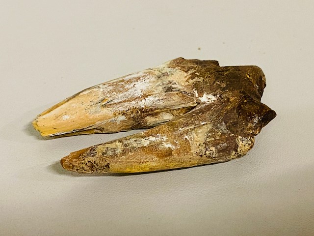 Basilosaurus tand - afbeelding 5 van  6
