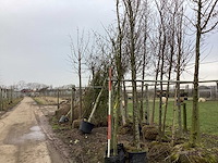 Bastard - gouden regen - sierboom
