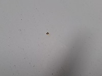 Bedrijfsauto, fiat, doblò cargo, 2013 - afbeelding 14 van  48