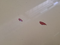 Bedrijfsauto, volkswagen, crafter, 2018 - afbeelding 18 van  60