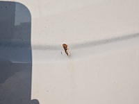 Bedrijfsauto, volkswagen, transporter 2.0 tdi l1h1, 2.0 tdi l1h1, 2017 - afbeelding 51 van  58