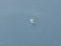 Bedrijfswagen, opel, vivaro - afbeelding 52 van  56