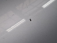 Bedrijfswagen, renault, trafic - afbeelding 13 van  53