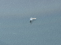 Bedrijfswagen, volkswagen, transporter - afbeelding 48 van  52