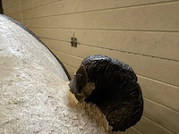 Beeld : panda - afbeelding 3 van  3