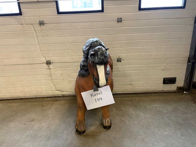 Beeld : shetland pony - afbeelding 2 van  3