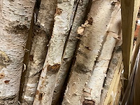 Berkenstam half - afbeelding 4 van  4