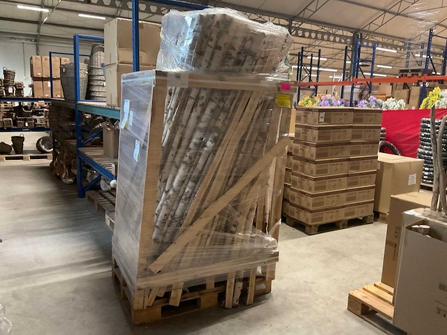 Berkenstam half - afbeelding 1 van  5