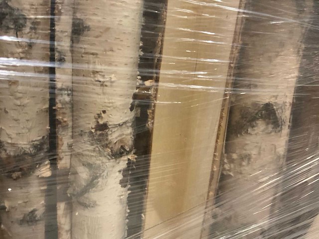 Berkenstam half - afbeelding 3 van  5