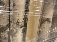 Berkenstam half - afbeelding 3 van  5