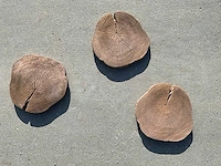 Beton boomschijf staptegel (8x)