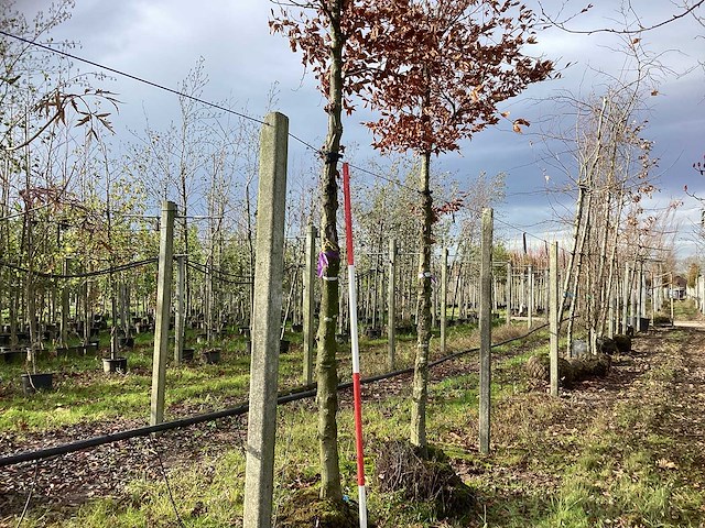Beuk - parkboom (2x) - afbeelding 1 van  3