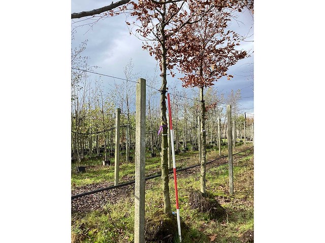Beuk - parkboom (2x) - afbeelding 2 van  3