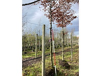 Beuk - parkboom (2x) - afbeelding 2 van  3