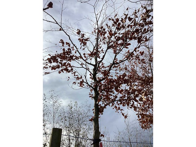 Beuk - parkboom (2x) - afbeelding 3 van  3