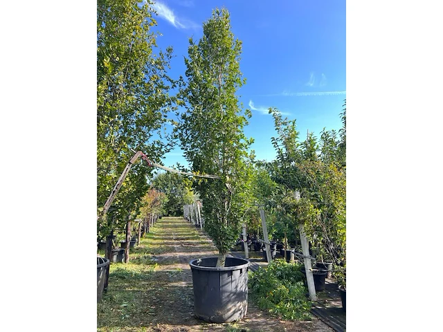 Beuk, fagus 'dawyck ', zuilvorm, ca. 450-500 cm hoog - afbeelding 1 van  2