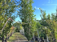 Beuk, fagus 'dawyck ', zuilvorm, ca. 450-500 cm hoog