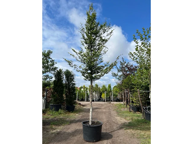 Beuk, fagus sylvatica, hoogstam, groenbladig, ca. 5-6 m hoog - afbeelding 1 van  1