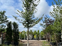 Beuk, fagus sylvatica, hoogstam, groenbladig, ca. 5-6 m hoog