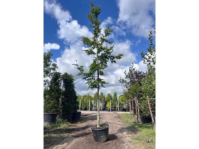 Beuk, fagus sylvatica, hoogstam, groenbladig, ca. 5-6 m hoog - afbeelding 1 van  1
