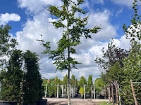 Beuk, fagus sylvatica, hoogstam, groenbladig, ca. 5-6 m hoog