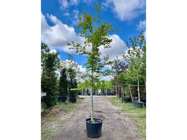 Beuk, fagus sylvatica, hoogstam, groenbladig, ca. 5 m hoog - afbeelding 1 van  1