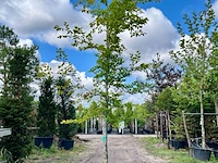 Beuk, fagus sylvatica, hoogstam, groenbladig, ca. 5 m hoog