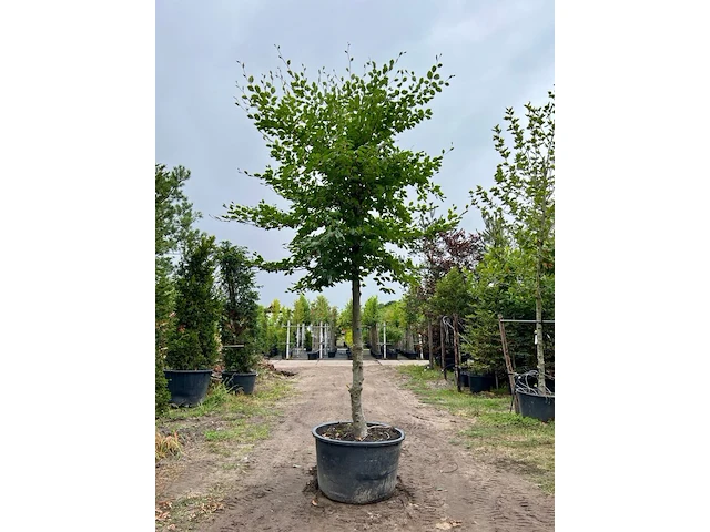 Beuk, fagus sylvatica, hoogstam, groenbladig, ca. 5 m hoog - afbeelding 1 van  1