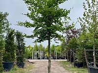 Beuk, fagus sylvatica, hoogstam, groenbladig, ca. 5 m hoog