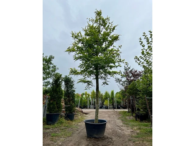 Beuk, fagus sylvatica, hoogstam, groenbladig, ca. 6 m hoog - afbeelding 1 van  1