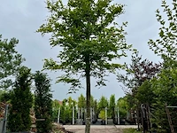 Beuk, fagus sylvatica, hoogstam, groenbladig, ca. 6 m hoog