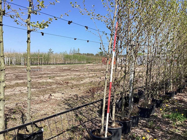 Beverboom - fruit tree - afbeelding 1 van  2