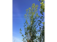 Beverboom - laanboom - afbeelding 3 van  3