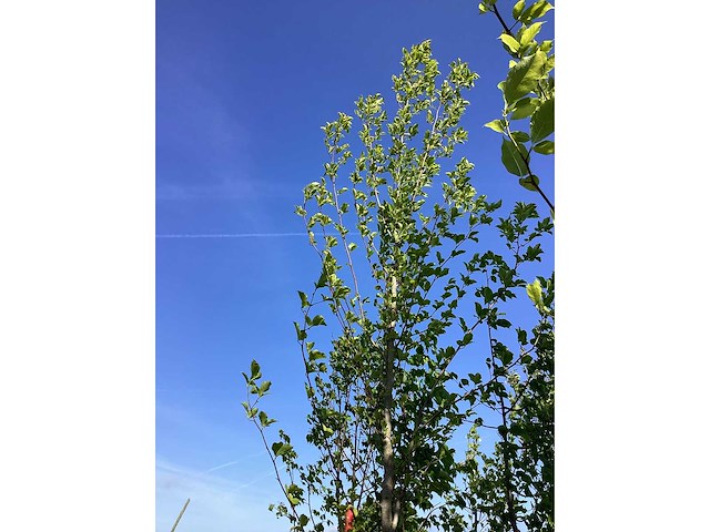 Beverboom - laanboom - afbeelding 3 van  3