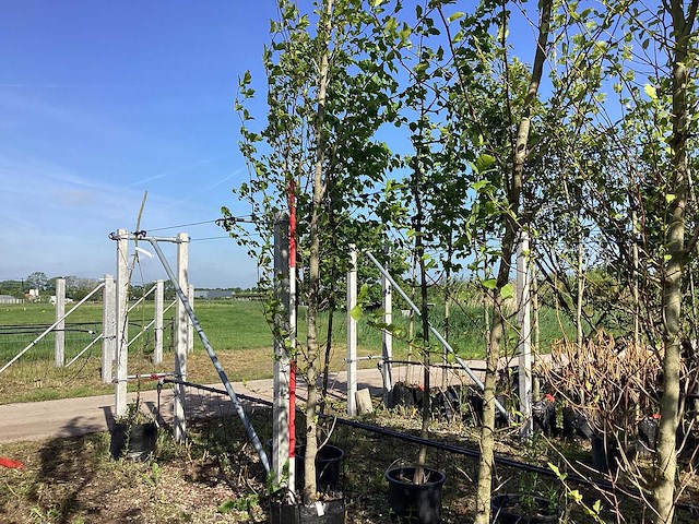 Beverboom - laanboom - afbeelding 1 van  3
