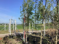 Beverboom - laanboom - afbeelding 1 van  3
