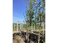 Beverboom - laanboom - afbeelding 2 van  3
