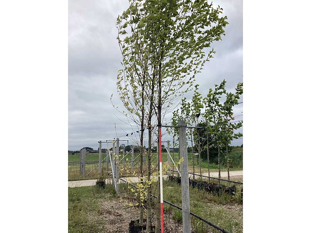 Beverboom - laanboom - afbeelding 2 van  2