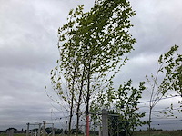 Beverboom - laanboom - afbeelding 1 van  2
