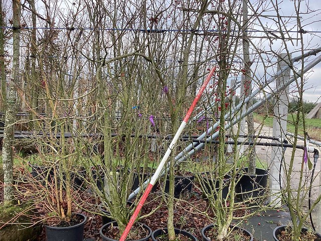 Beverboom - meerstammige boom (2x) - afbeelding 1 van  2