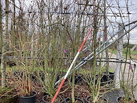 Beverboom - meerstammige boom (2x) - afbeelding 1 van  2