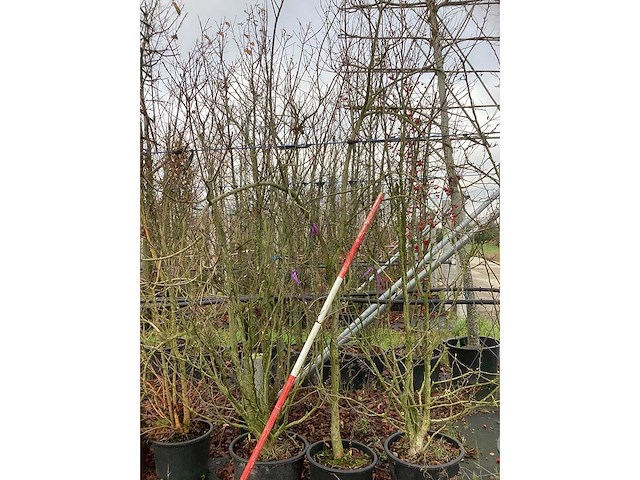 Beverboom - meerstammige boom (2x) - afbeelding 2 van  2